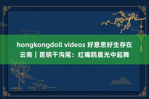 hongkongdoll videos 好意思好生存在云南｜昆明干沟尾：红嘴鸥晨光中起舞