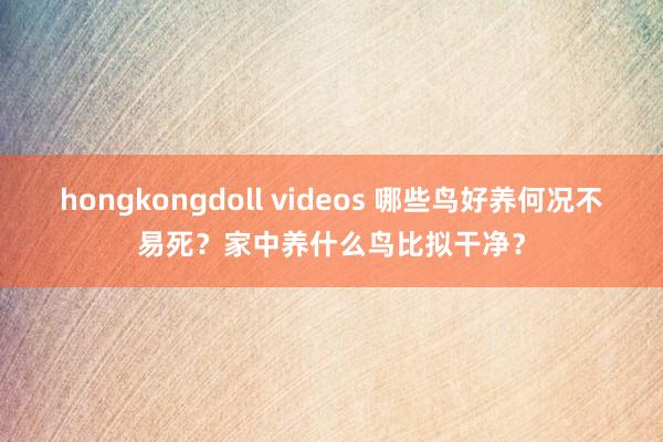 hongkongdoll videos 哪些鸟好养何况不易死？家中养什么鸟比拟干净？